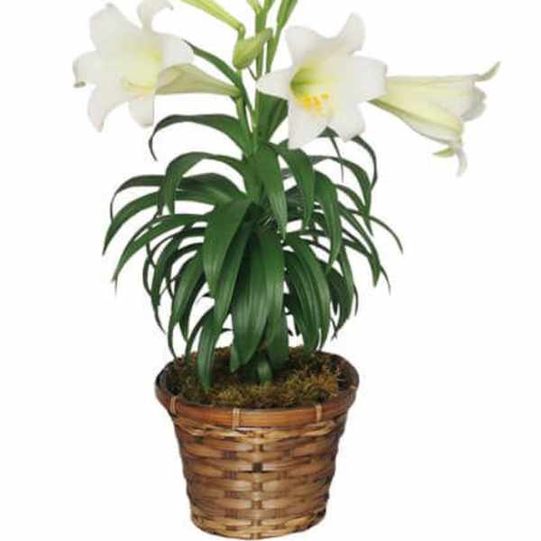 TRADITIONAL EASTER LILY FLOWERING EASTER PLANT