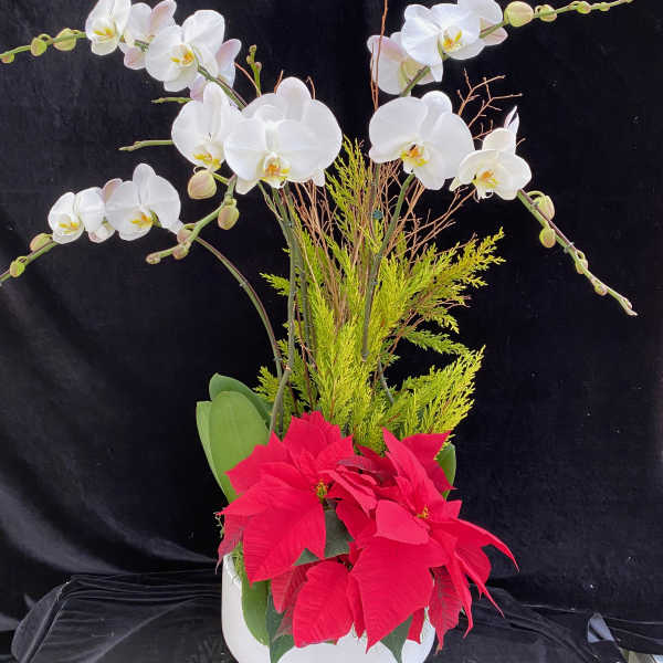 White phalaenopsis arrangement with holiday green and poinsettia.