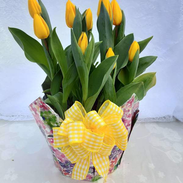 Potted yellow tulips in a floral wrapper with a large yellow checked bow
