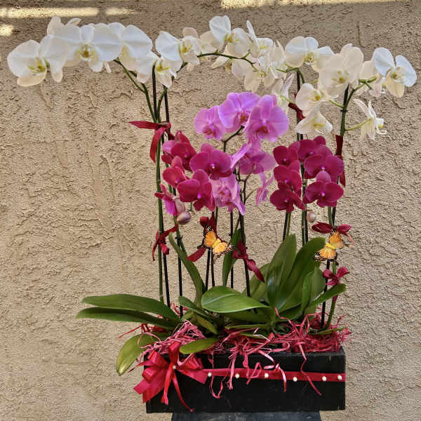Solace Orchids