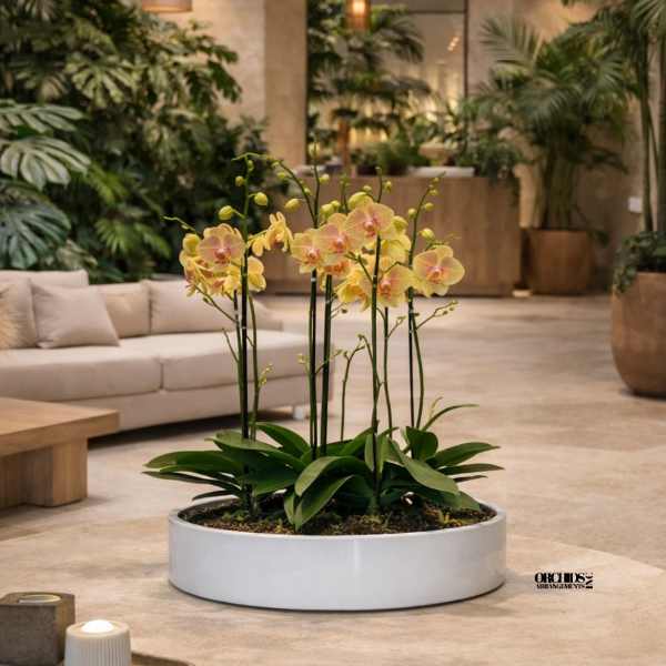 Peach Phalaenopsis Orchids – Grand Elegance Collection