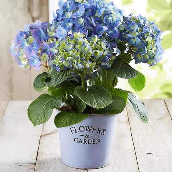 Potted blue and green hydrangea plant in a white metal container labeled Flowers & Garden.