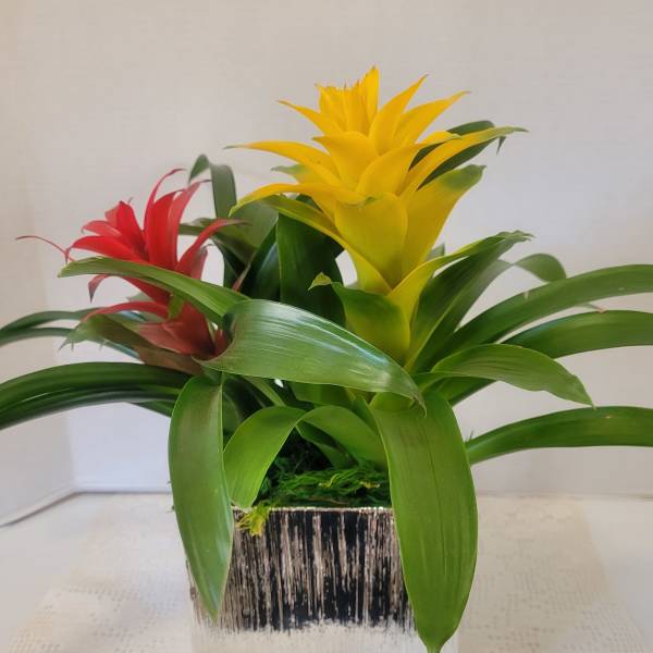 Bromeliads in Silver Square