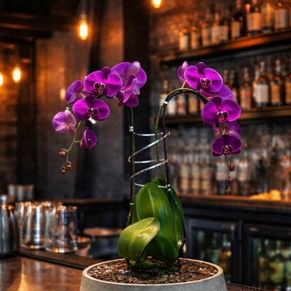 Purple Phalaenopsis Orchid – Luxury Home Accent