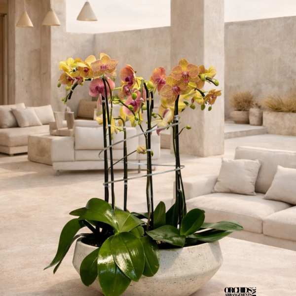Peach Phalaenopsis Orchid – Refined Modern Design
