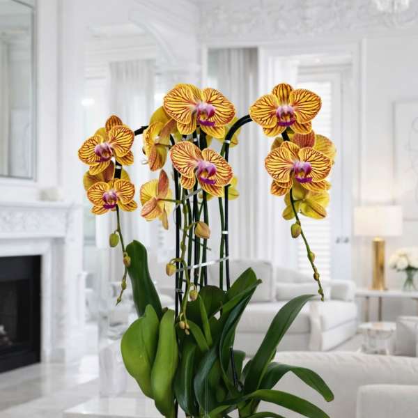 Peach Phalaenopsis Orchid – Upscale Interior Accent