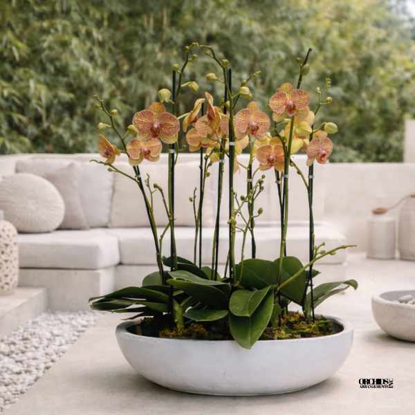 Peach Phalaenopsis Orchid – Boutique Interior Design