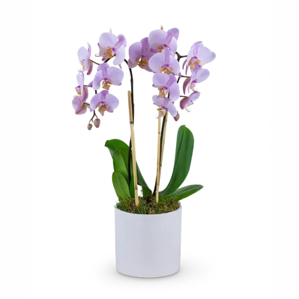 Phalaenopsis Orchid *2 spike