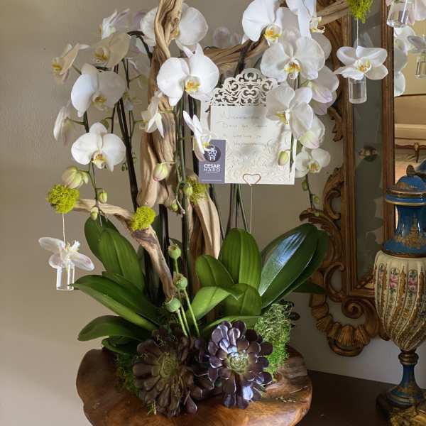 Floating Orchids Accent