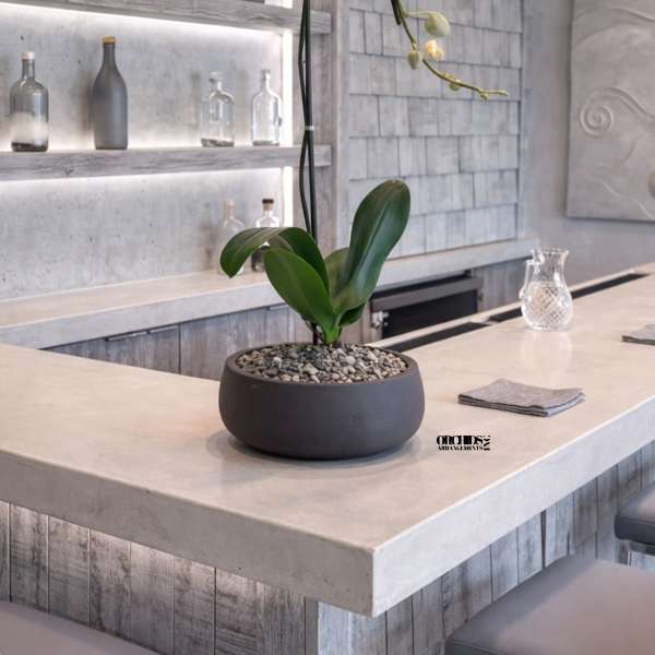 White Phalaenopsis Orchid – Signature Edition