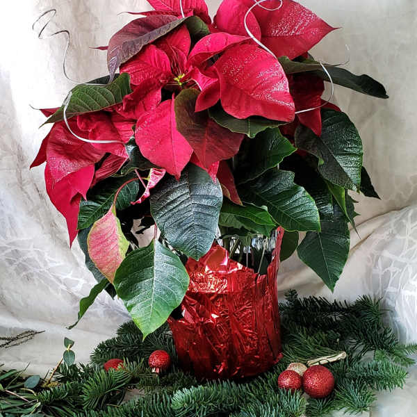 Poinsettia