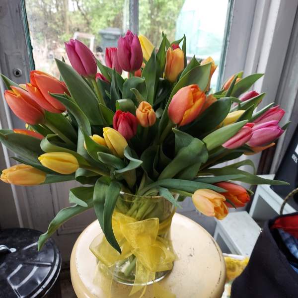 Tulips Anyone?
