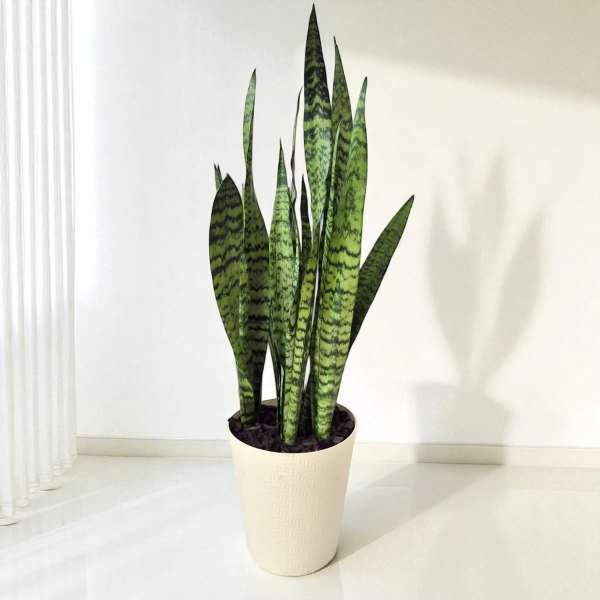 Snake Plant