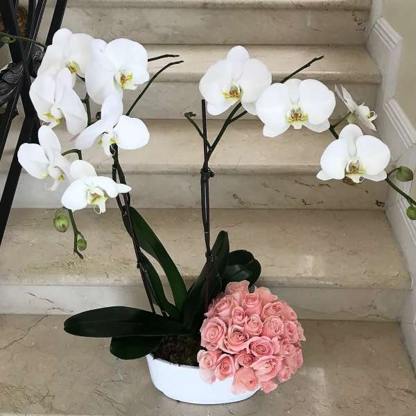 2 Orchids arranged with 12 Pink Roses in a ceramic container.