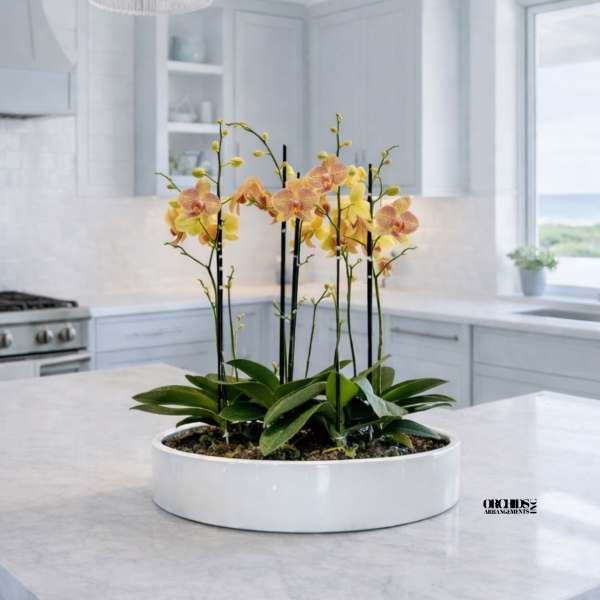 Peach Phalaenopsis Orchids – Elegant Maison Design