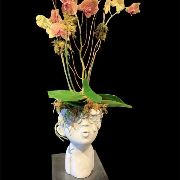 Love on the Brain/Orchid Plant