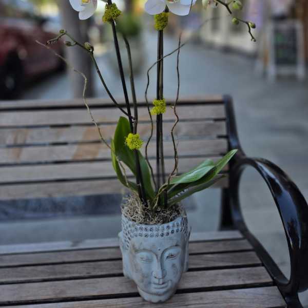 Buddha Orchid