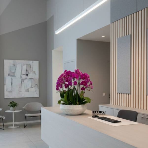 Purple Phalaenopsis Orchid – Luxury Condo Upgrade