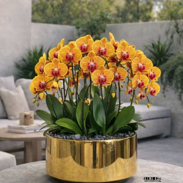 Peach Phalaenopsis Orchid – Luxury Gift