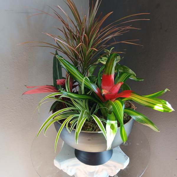 Stunning red and green plant mix 1