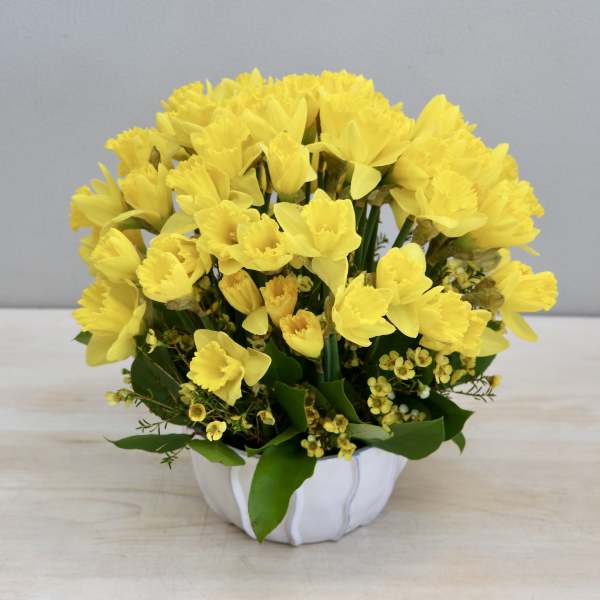 Dandy Daffodils - My Glendale Florist