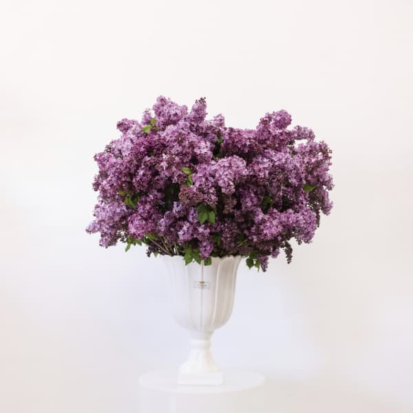 Mother Lilac