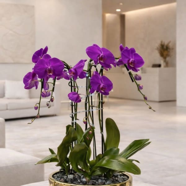 Purple Phalaenopsis Orchid – Luxury Statement Décor