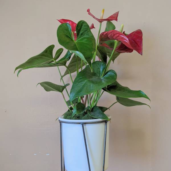 Mod Anthurium