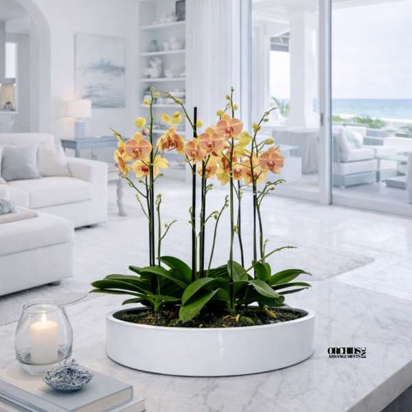 Peach Phalaenopsis Orchid – Refined Tabletop Display