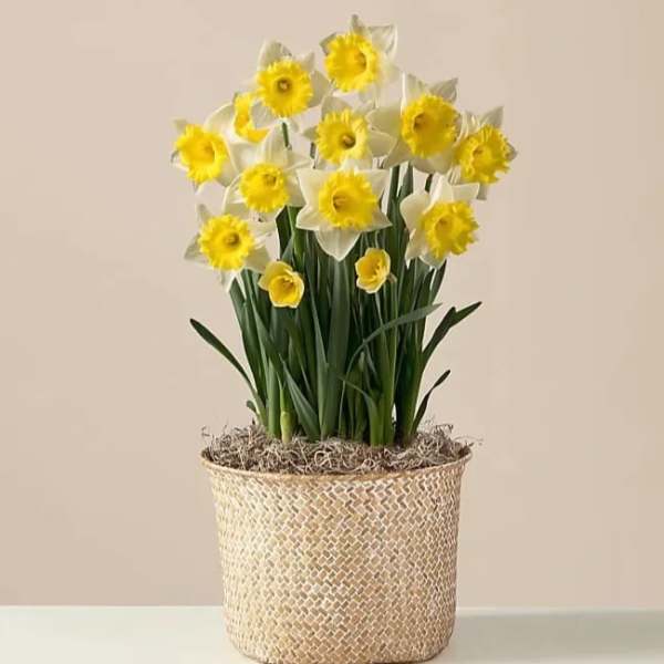 Daffodil Plant