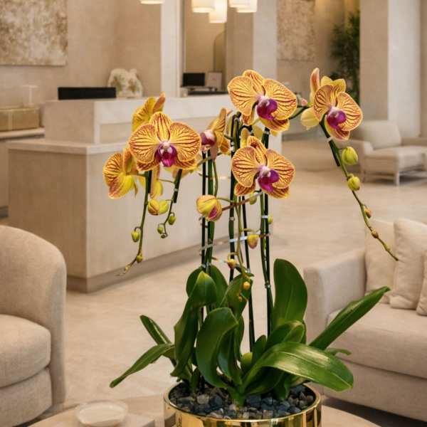 Peach Phalaenopsis Orchid – Gold Accent Vase