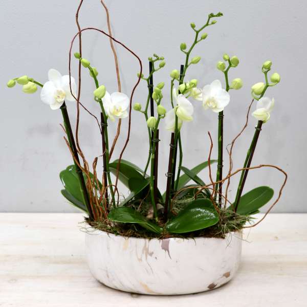 Low white bowl planter with multiple white phalaenopsis orchid stems and curly branches