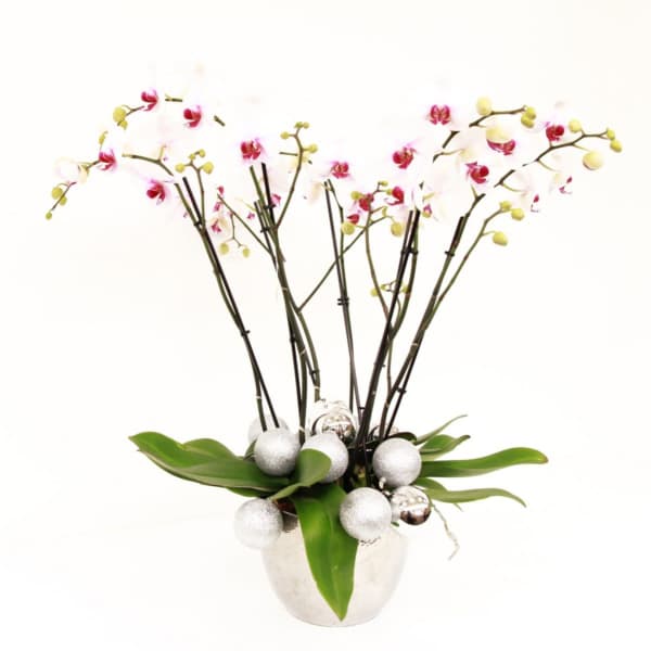 Ornamental Orchid Elegance