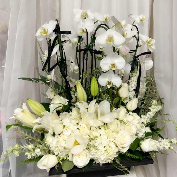 Eternal Orchid Grace