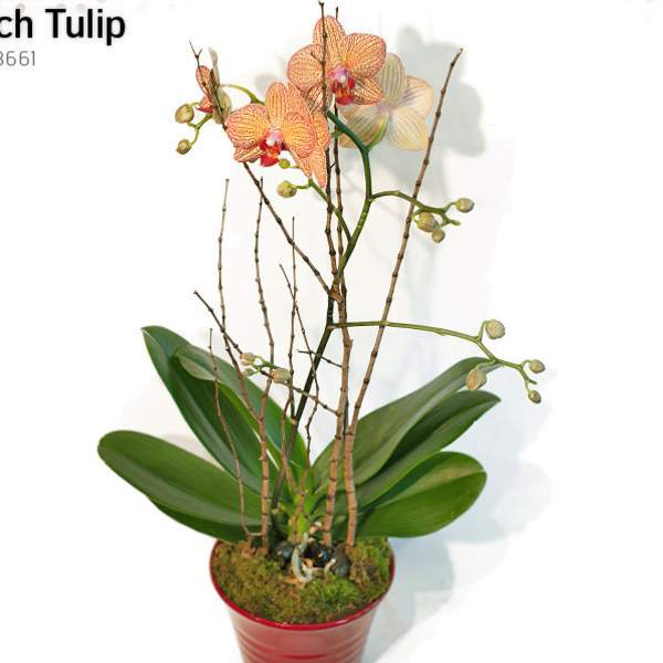 Your Phalionopsis Orchid