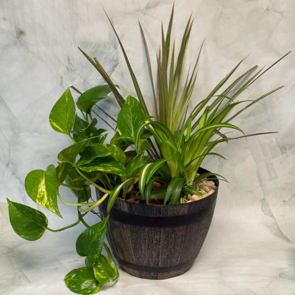 Dish Garden in a Barrel