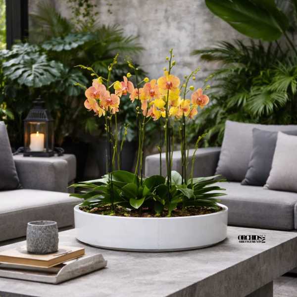 Peach Phalaenopsis Orchid – Elegant Hostess Gift