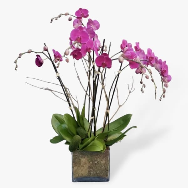 Orchid Planter