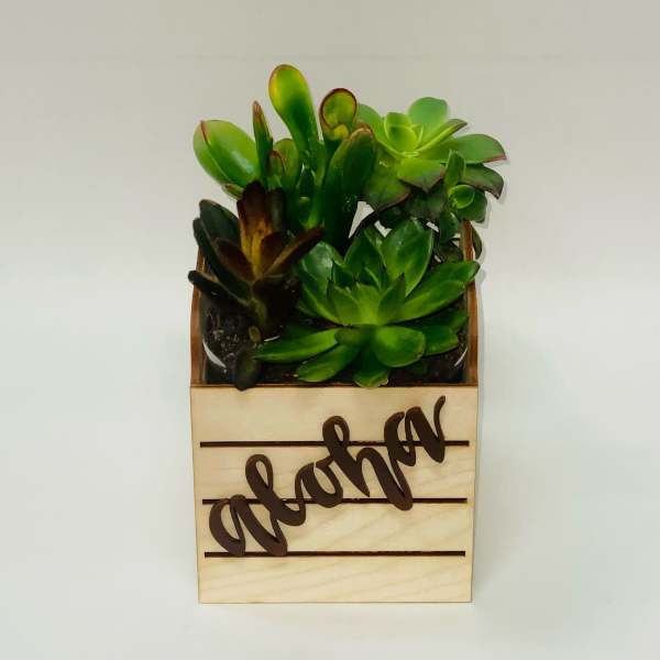 Local item: Succulent Box (Small)