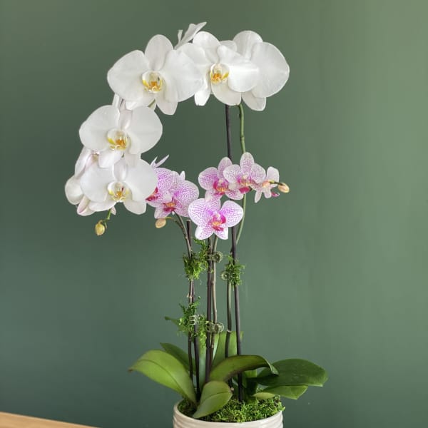 Orchids