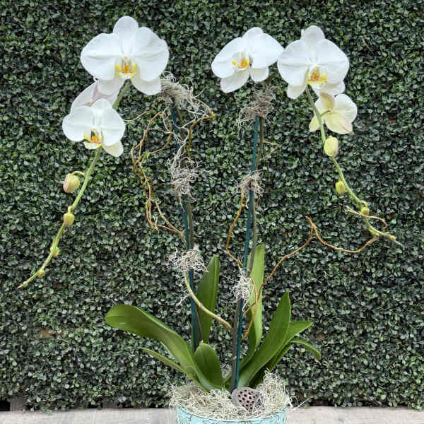ORCHID OF THE WEEK