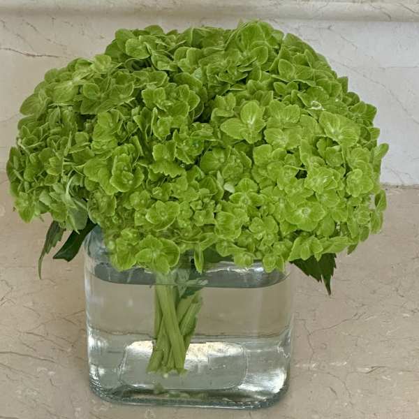 Green Hydrangeas beautifully arranged in a modern glass square vase
