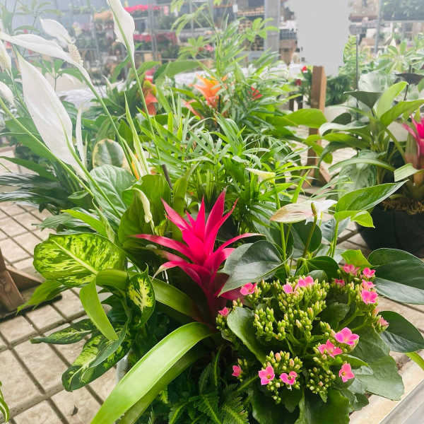 Dish Garden By Menlo Florist