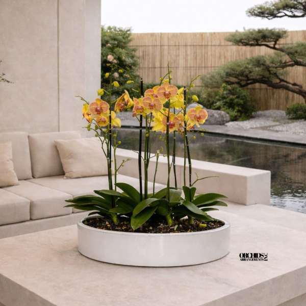 Peach Phalaenopsis Orchid – Polished Interior Accent
