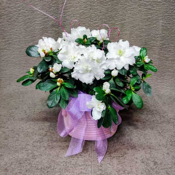 Blooming outdoor plant with Hearts of Your Love