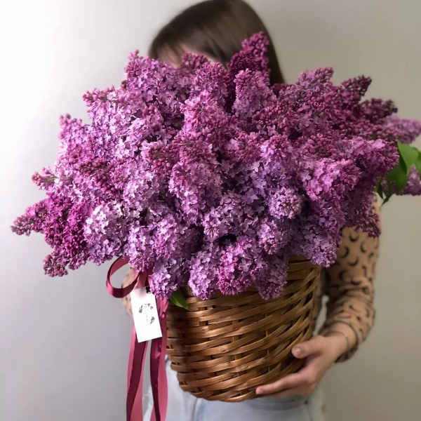 Lilacs