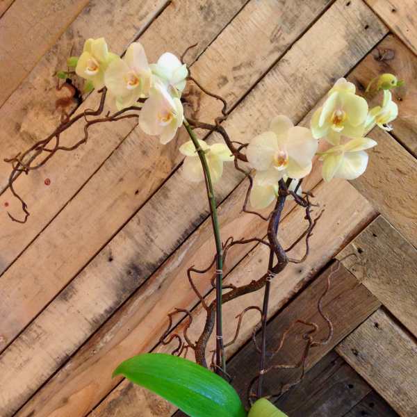 Double Color Phalaenopsis Orchid Planter