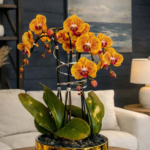 Peach Phalaenopsis Orchid – Executive Gift
