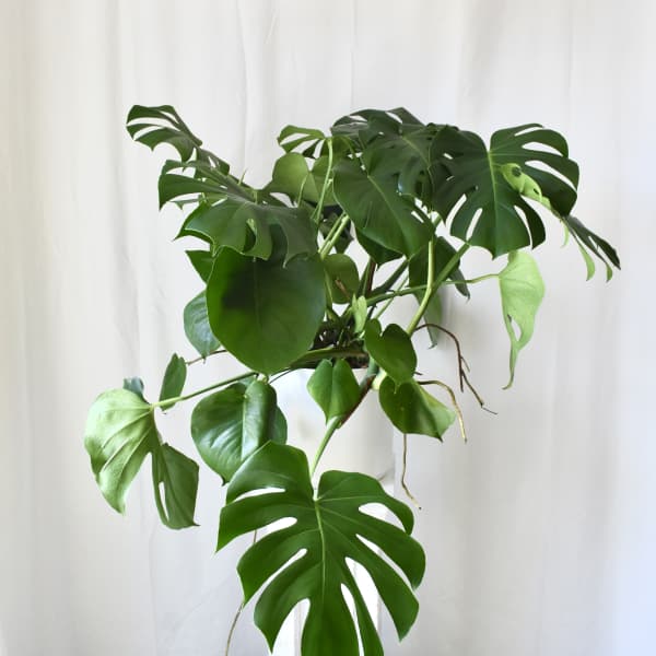 Modern Monstera