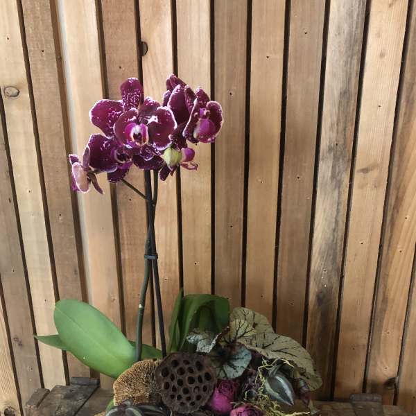 Orchid planter box